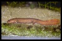 : Pachytriton labiatus; Spotless Stout Newt