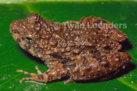 : Phrynobatrachus auritus