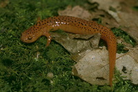 : Pseudotriton ruber; Blue Ridge Red Salamander