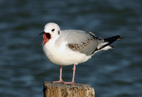 : Larus philadelphia; Bonaparte's Gull