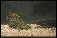 : Triturus marmoratus marmoratus; Marbeled Newt