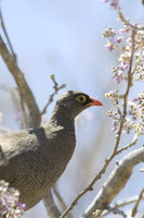 : Pternistis adspersus; Red Billed Sandgrouse