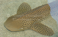 : Stegostoma fasciatum; Zebra Shark