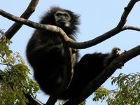 : Hylobates lar entelloides; White-handed Gibbon