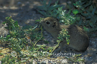 : Microcavia australis; Southern Mountain Cavy