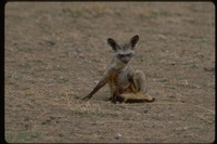 : Otocycon megalotis; Bat Eared Fox