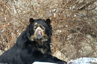 : Tremarctos ornatus; Spectacled Bear