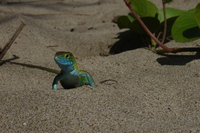 : Cnemidophorus lemniscatus; Rainbow Whiptail