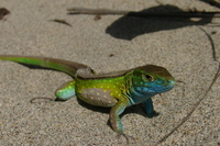 : Cnemidophorus lemniscatus; Rainbow Whiptail