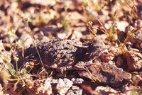 : Phrynosoma platyrhinos calidiarum; Desert Horned Lizard