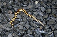 : Simoselaps anomalus; Desert Banded Snake