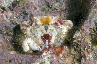 : Etisus demani