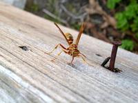 : Polistes fuscatus; Yellow Jacket, Paper Wasp