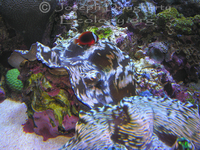 : Tridacna derasa; Giant Clam;