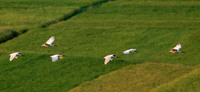 朱鹮，学名Nipponia nippon，英文名Japanese Crested Ibis