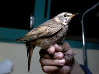 Dusky Thrush - Turdus naumanni naumanni - Ebro Delta (Catalonia) - 23rd of November 2005