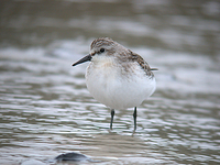 좀도요 Calidris ruficollis | red-necked stint