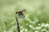 ［ノビタキ］ Siberian Stonechat / Saxicola maura / 13cm