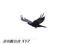 Pyrrhocorax pyrrhocorax Red-billed Chough 紅嘴山鴉 068-041