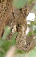 Scops Owl