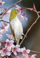 Chestnut-flanked White-eye  MG 4025.JPG