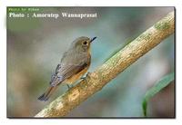 นกจับแมลงคอน้ำตาลแดง  /  Hill  Blue  Flycatcher /  Cyornis   banyumas