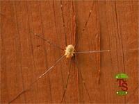 Opilio canestrinii