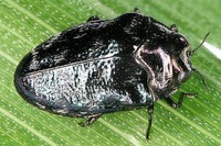 Trachys minutus