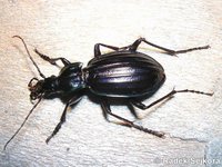 Carabus solieri bonnetianus