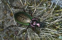 Carabus trichothorax
