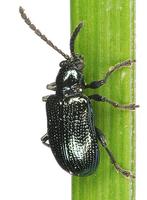 Oulema gallaeciana