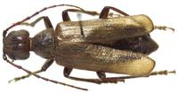 Vesperus strepens