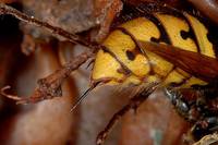 Vespa crabro - European Hornet