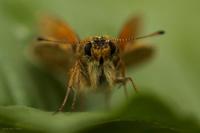 Thymelicus lineola - Essex Skipper