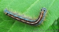 Malacosoma neustria - The Lackey