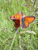 Lycaena hippothoe - Purple-edged Copper