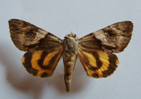 Catocala fulminea - Yellow bands underwing