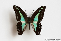 Graphium monticolus