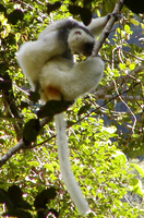 Silky sifaka (Propithecus candidus)