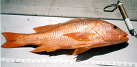 Lutjanus colorado, Colorado snapper: fisheries