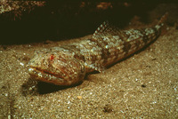 Synodus synodus, Diamond lizardfish: fisheries