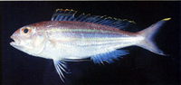 Nemipterus thosaporni, Palefin threadfin bream: fisheries