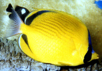 Chaetodon semeion, Dotted butterflyfish: fisheries, aquarium