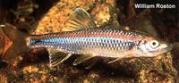 Cyprinella caerulea, Blue shiner: