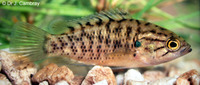 Sandelia capensis, Cape kurper: