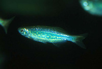 Devario aequipinnatus, Giant danio: aquarium