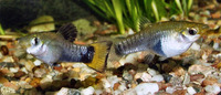 Limia melanogaster, Blackbelly limia: aquarium