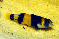 Brachygobius xanthozonus, Bumblebee fish: aquarium