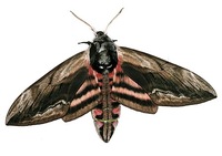 Sphinx ligustri - Privet Hawk-moth