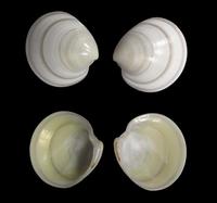 Dosinia lupinus